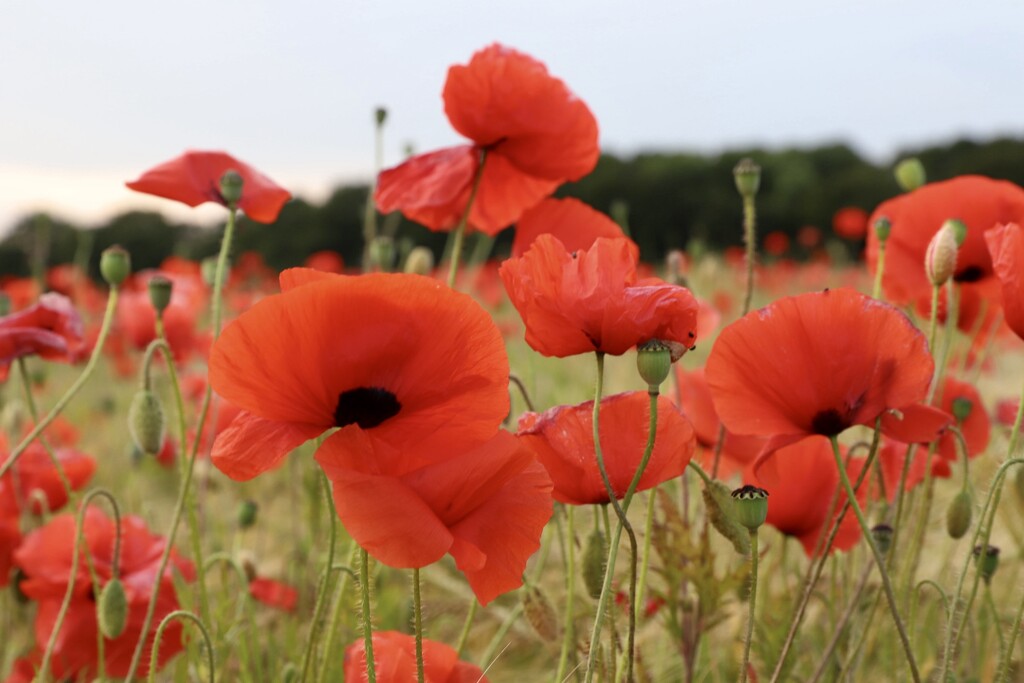 Poppy Field by phil_sandford