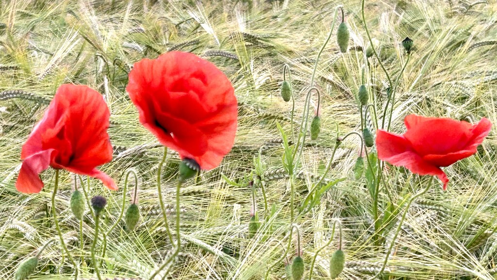 Poppy Corn  by phil_sandford