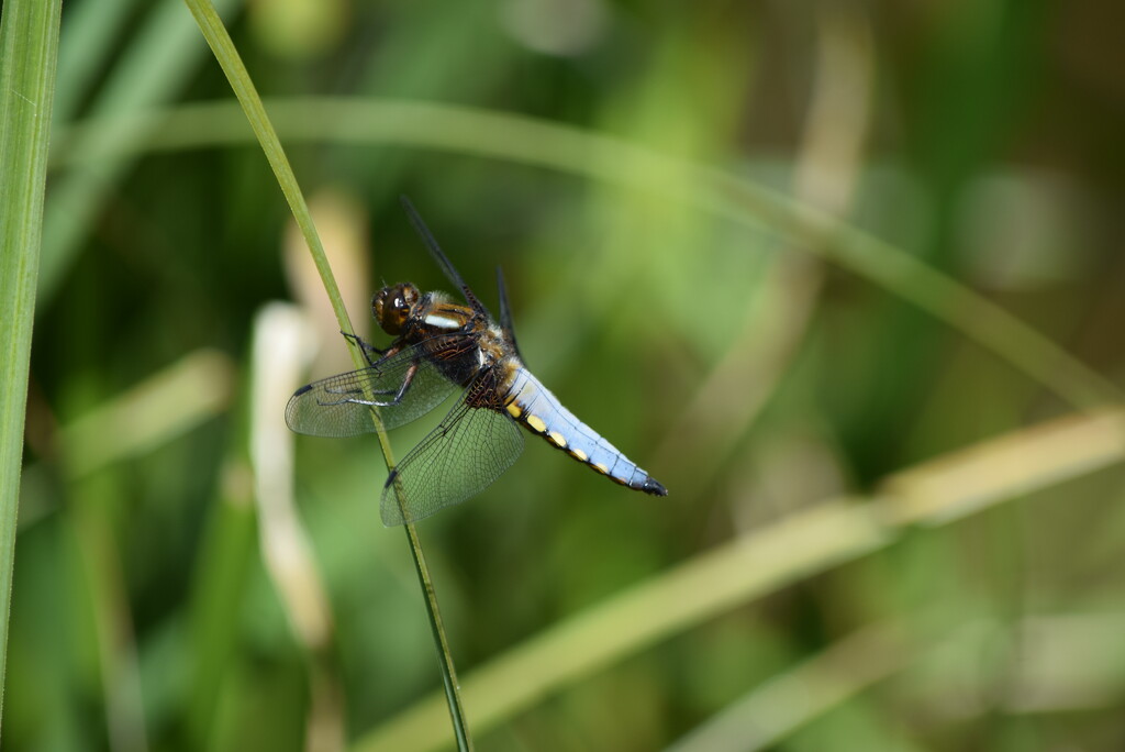 Broad Bodied Chaser by dragey74