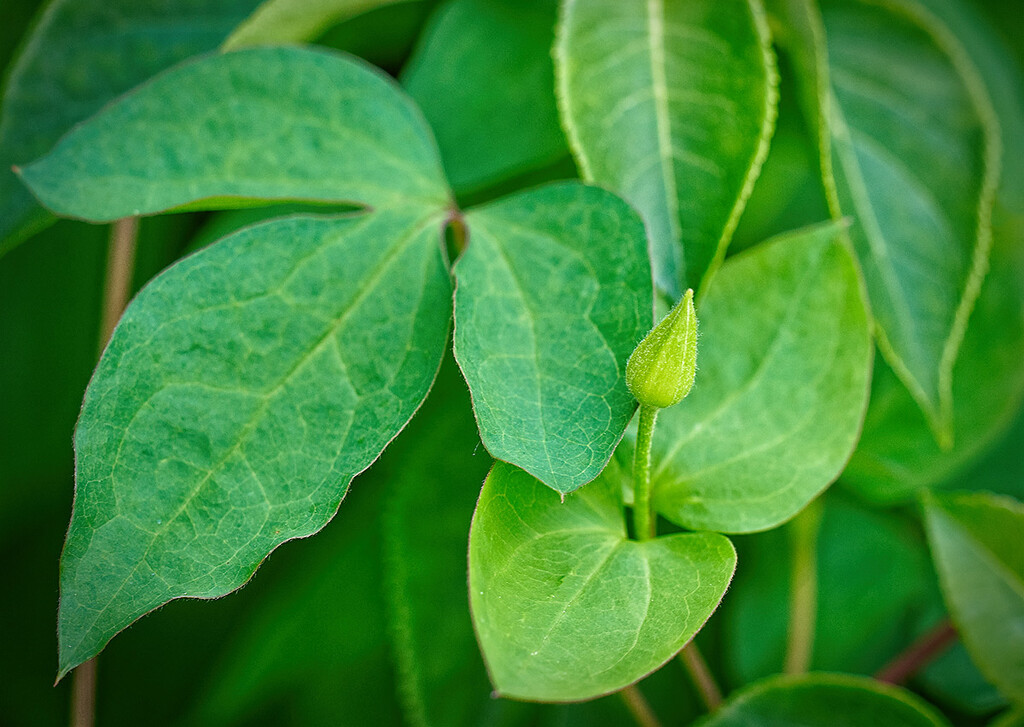 Clematis Bud by gardencat