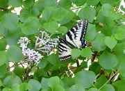 13th Jun 2024 - Canadian Tiger Swallowtail