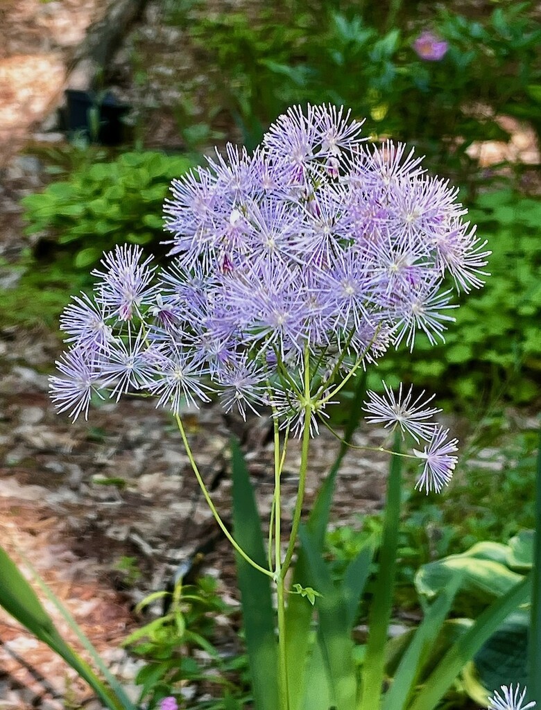 Thalictrum by sunnygreenwood