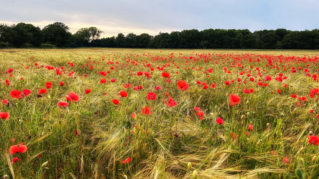 Poppy Field by carole_sandford