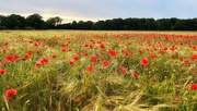 20th Jun 2024 - Poppy Field