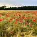 Poppy Field by carole_sandford