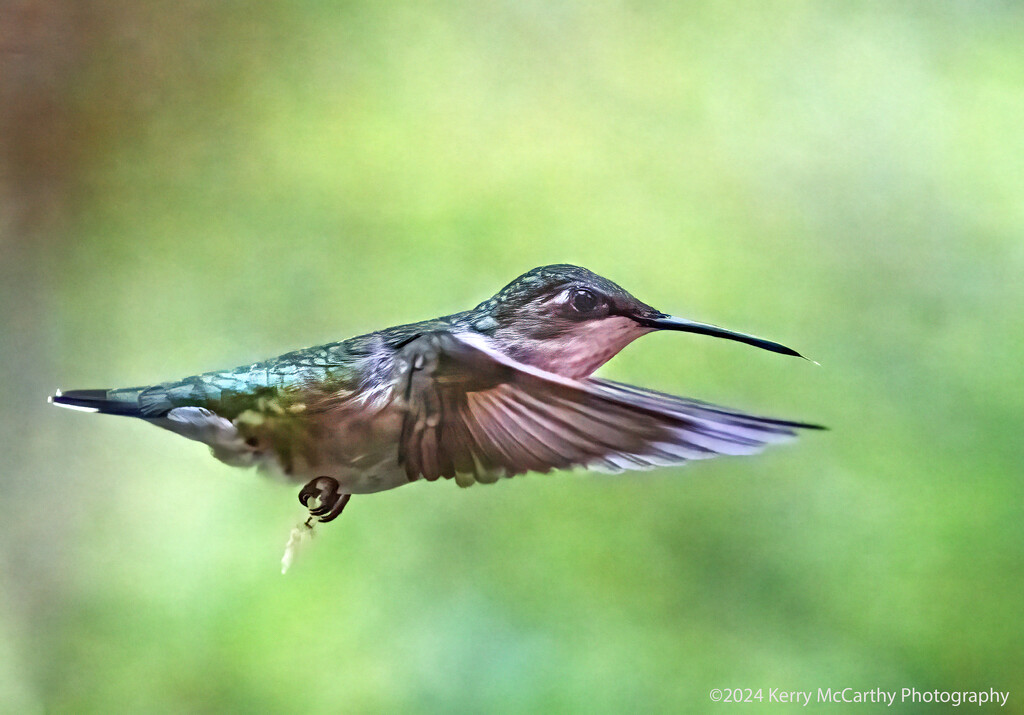 Hummer  by mccarth1