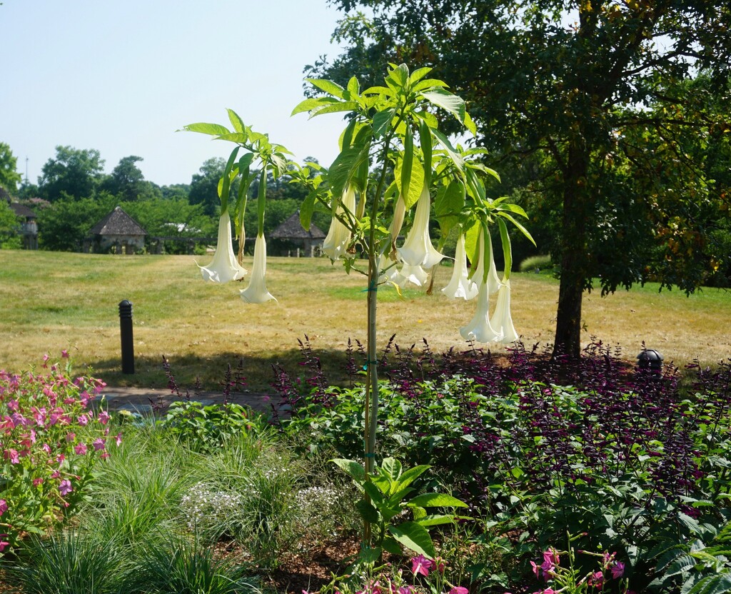 Angel’s Trumpet by allie912