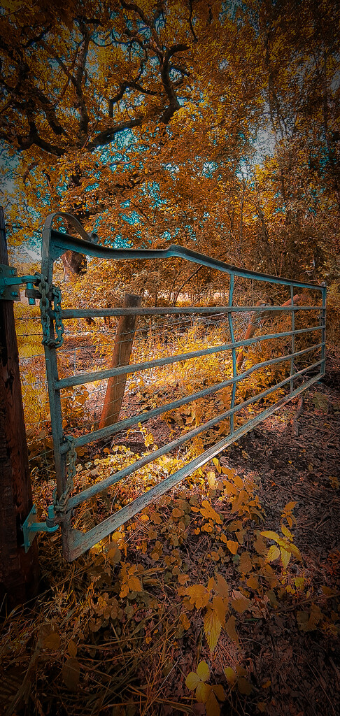 Autumn Coloured Gate by hannahcallier