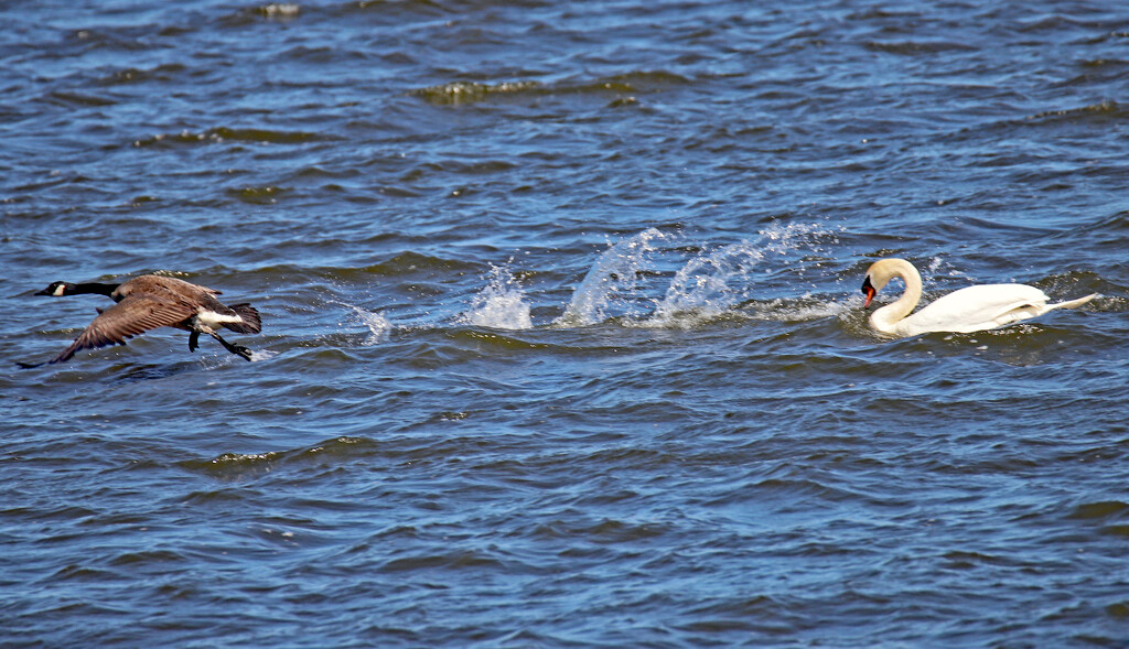 June 7 Swan Chasing Canadian Is Scared 16 IMG_0116AAA by georgegailmcdowellcom