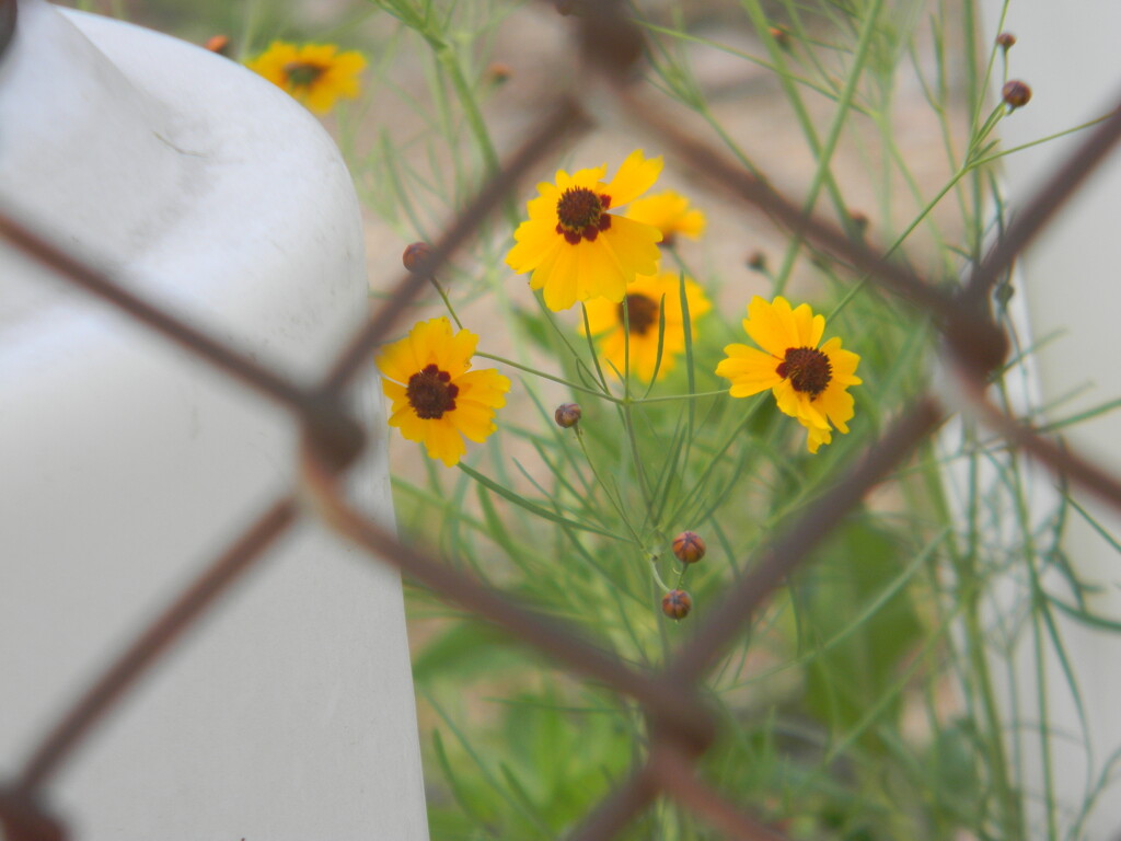 Yellow Coreopsis Flowers through Fence  by sfeldphotos