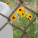 Yellow Coreopsis Flowers through Fence  by sfeldphotos