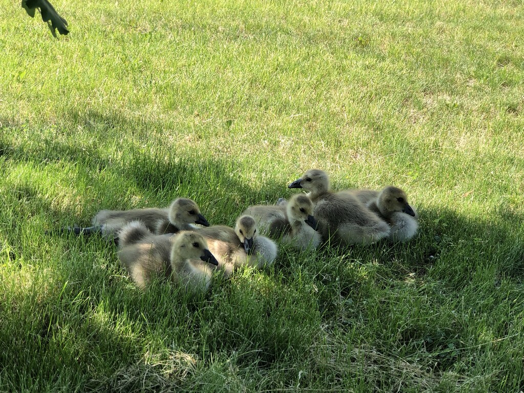 Ducklings in the Grass by dailypix