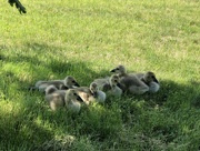 20th Jun 2024 - Ducklings in the Grass
