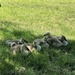 Ducklings in the Grass by dailypix
