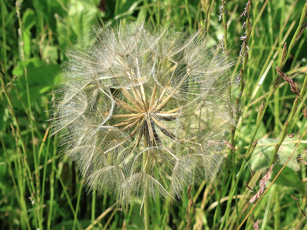 Dandelion seed head by neil_ge