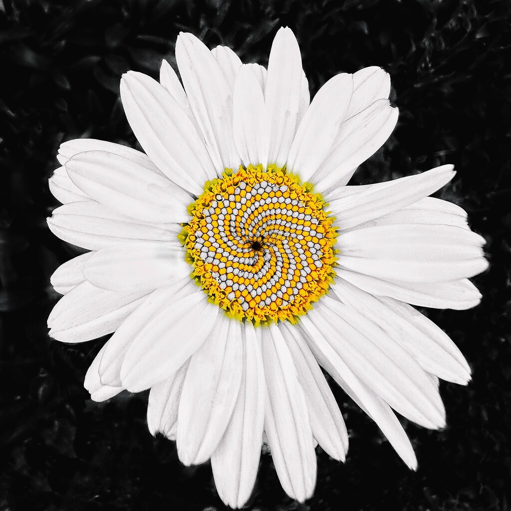 Fractal Pattern of a Daisy Highlighted Through Color Pop by jnewbio