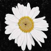 20th Jun 2024 - Fractal Pattern of a Daisy Highlighted Through Color Pop