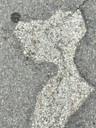 18th Jun 2024 - Is it just me or does this hole in the asphalt look like a dog?