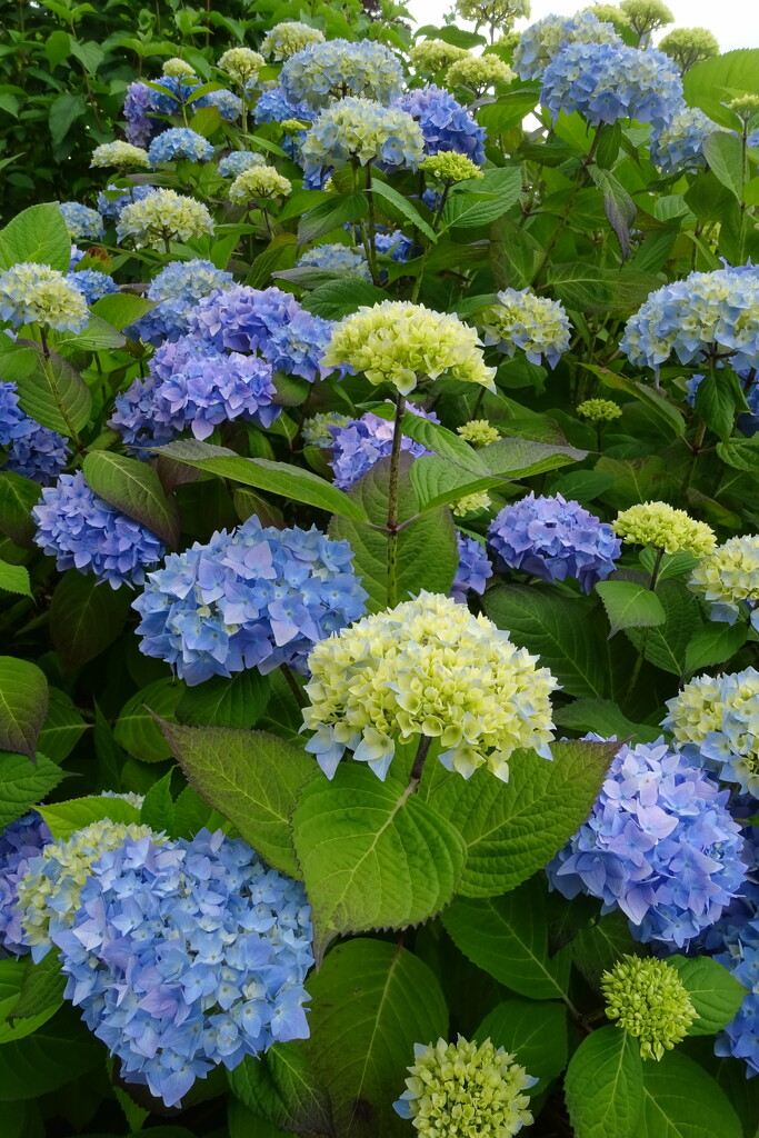 hydrangea by anniesue