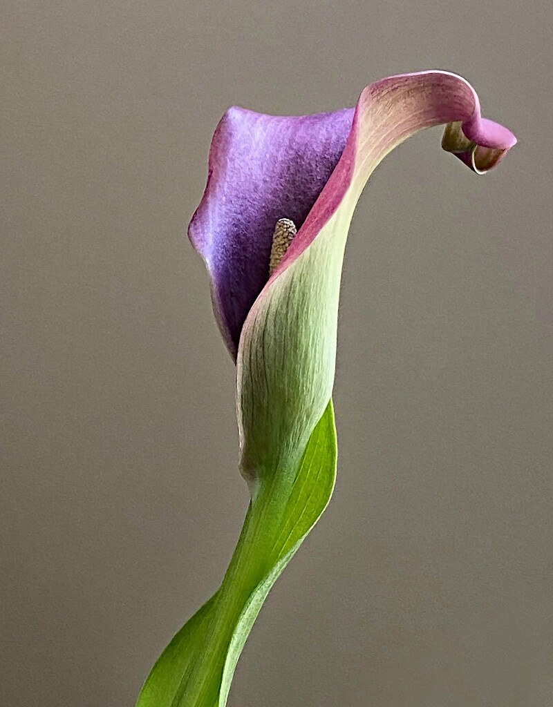 Calla Lilies Graceful Lines by paintdipper