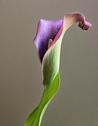 20th Jun 2024 - Calla Lilies Graceful Lines