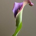 Calla Lilies Graceful Lines by paintdipper