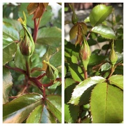 20th Jun 2024 - Roses ready to Bloom 