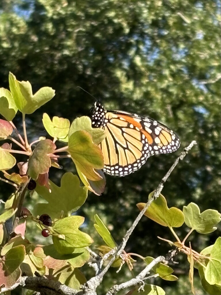 Beautiful Monarch by pirish