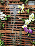 20th Jun 2024 - Water fall and orchids