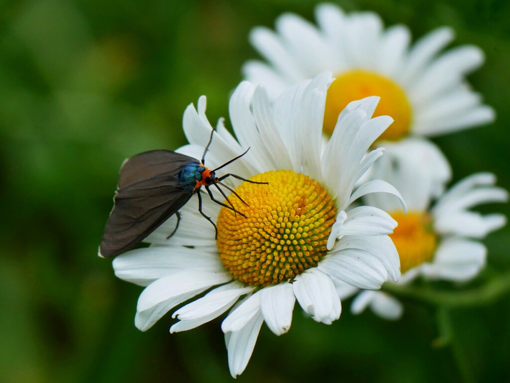 Virginia ctenucha by ljmanning