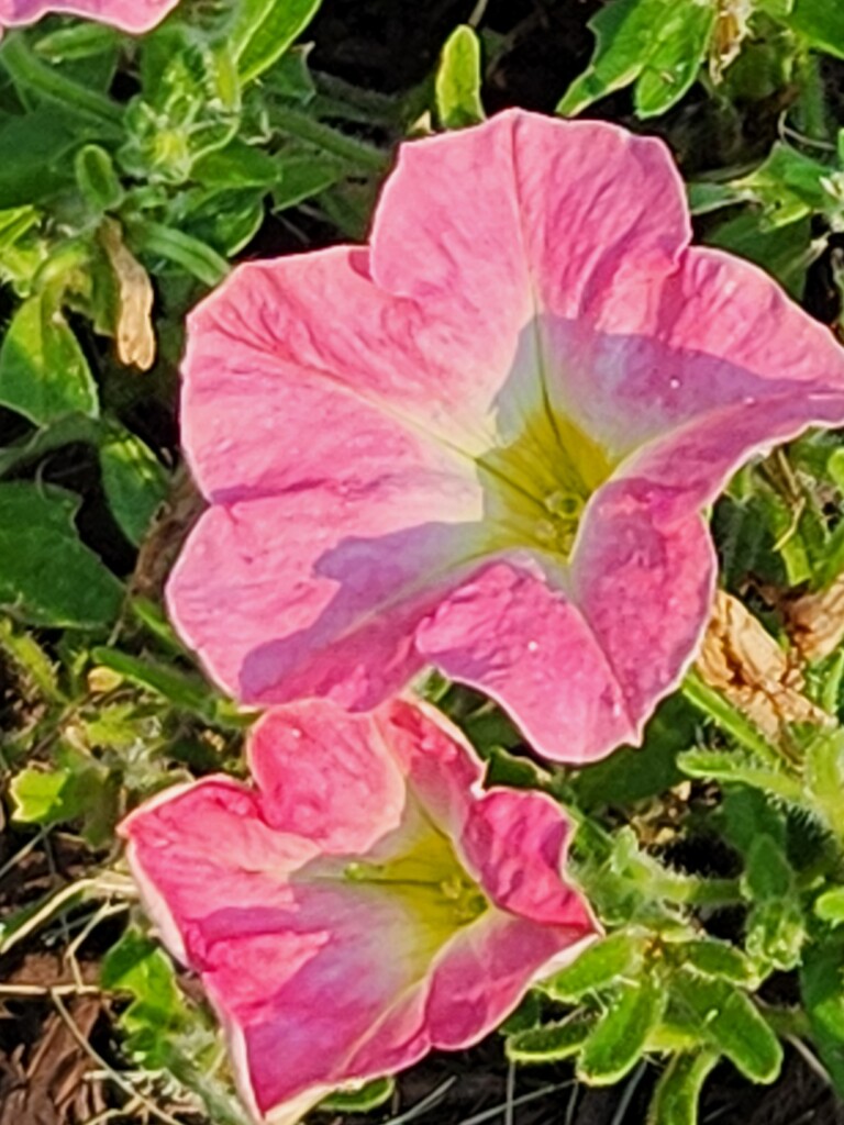 Petunias in the Summer Sun by jo38