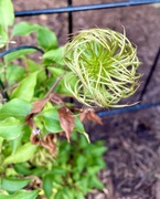 20th Jun 2024 - Dead(?) clematis