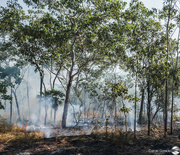 21st Jun 2024 - Bush Fires