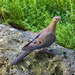 Mourning Dove by lstasel