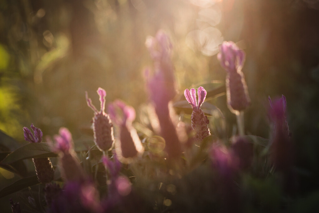 Evening Light on the First Day of Summer by tina_mac