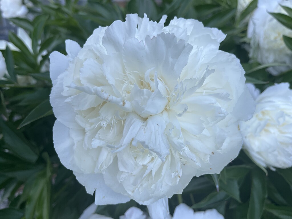 Paeony by tiss