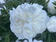 15th Jun 2024 - Paeony