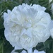 Paeony by tiss