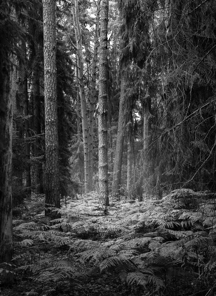 In an old forest by haskar