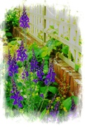 21st Jun 2024 - Salvia,