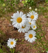 15th Jun 2024 - Daisies