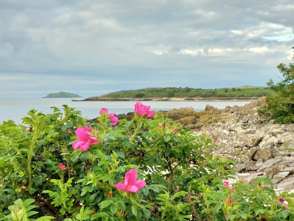 Rockcliffe and roses by samcat