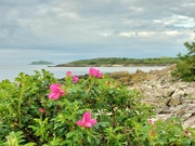 18th Jun 2024 - Rockcliffe and roses