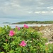 Rockcliffe and roses