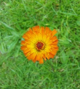 21st Jun 2024 - Orange hawkweed