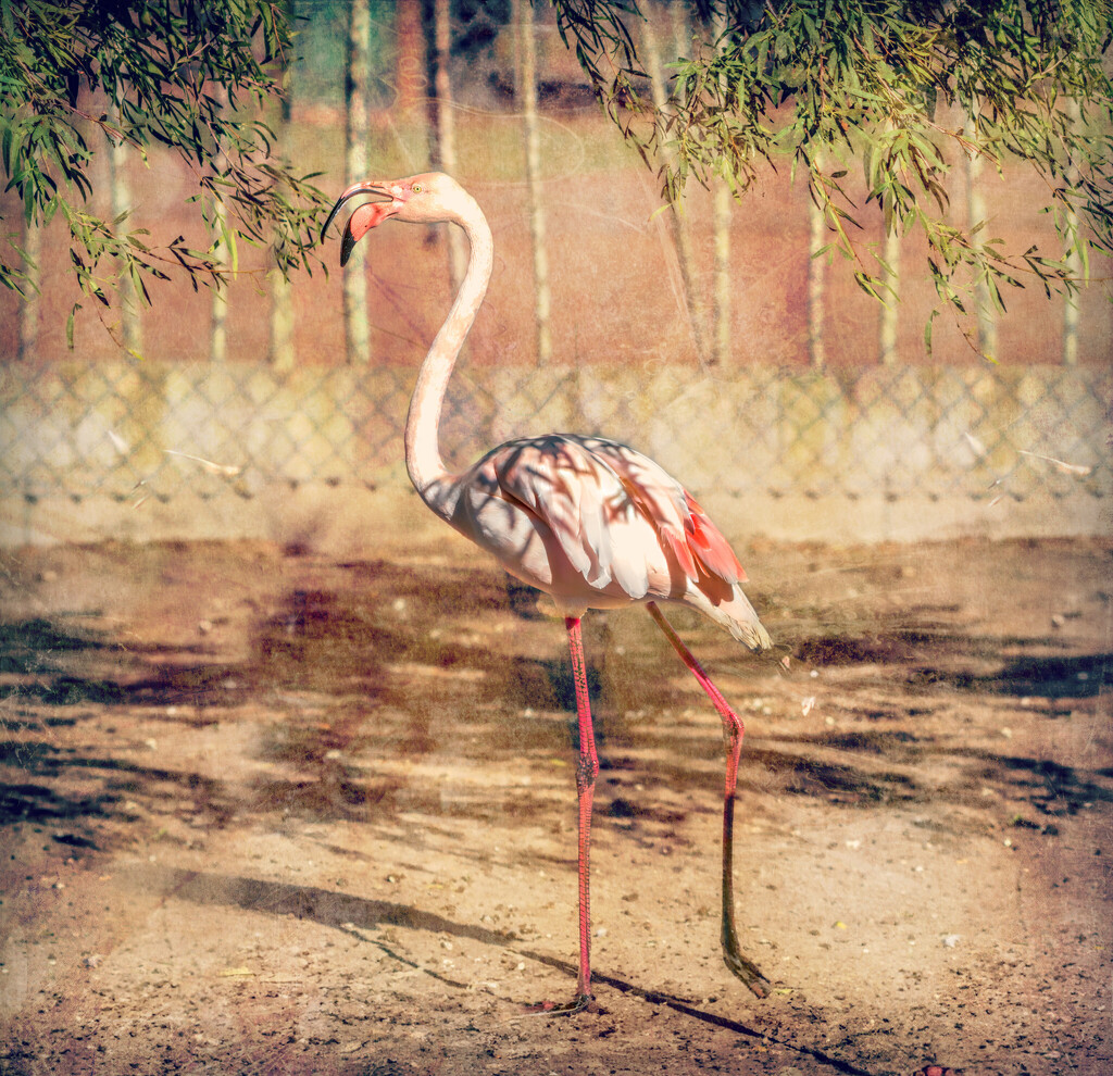 Happy Flamingo Friday by ludwigsdiana