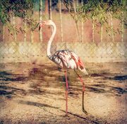 21st Jun 2024 - Happy Flamingo Friday