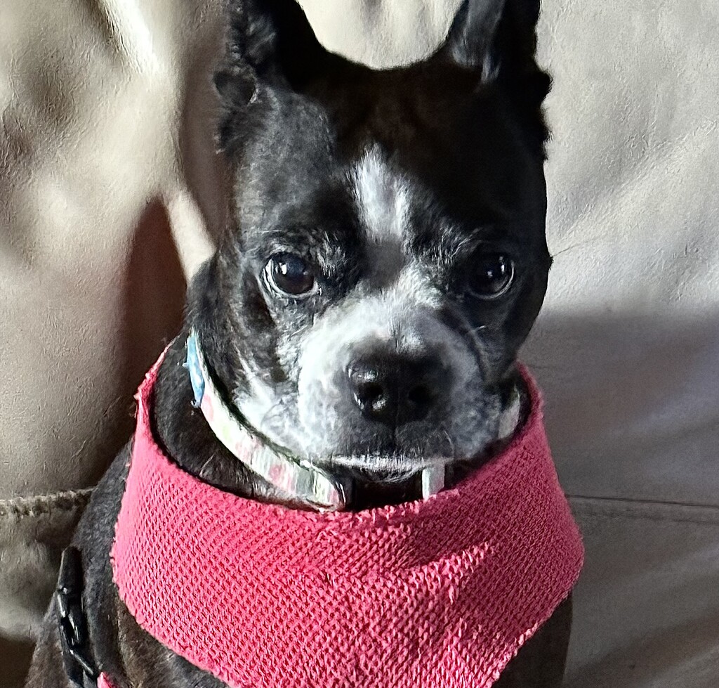 Etta the Boston terrier in one of her serious moods!  by congaree