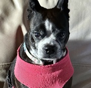 19th Jun 2024 - Etta the Boston terrier in one of her serious moods! 