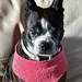 Etta the Boston terrier in one of her serious moods! 